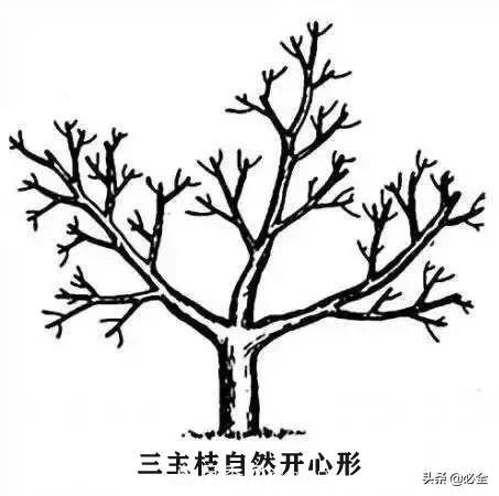 苗木的树形怎么区分？(图4)