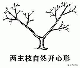 苗木的树形怎么区分？(图3)