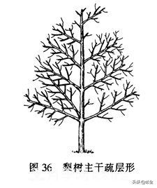苗木的树形怎么区分？(图2)