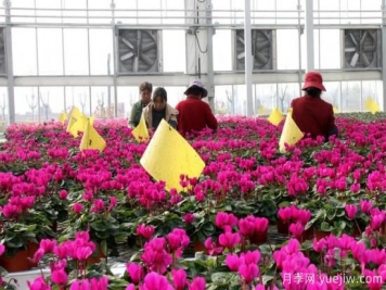 扬州高邮：每天发货30万株，花工厂绽放乡村振兴致富花