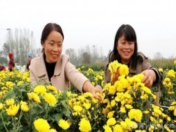 农民种植菊花，既能欣赏也能致富发家
