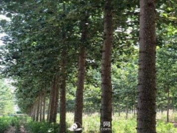 河南周口：培育出不飞絮的杨树新品种