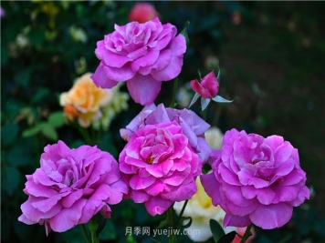 南昌滨江月季园，带你去看天下风流的江西月季花