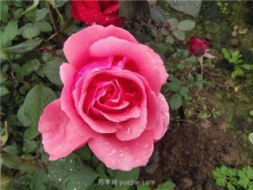 晚春唐诗玫瑰6首：折得玫瑰花一朵，凭君簪向凤凰钗