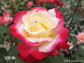 大花月季（Grandiflora Roses，简称Gr)