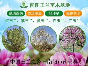 行道树的分类，常见的常绿行道树品种有哪些？