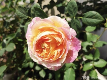 100种玫瑰花的名字，来了解下不同颜色的品种月季