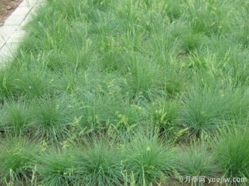  山东适合种植的20种草坪和地被植物
