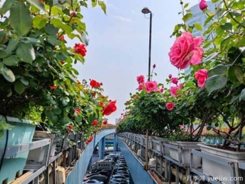 1.2万株月季盛开，南昌八一桥景观花廊拥抱春景