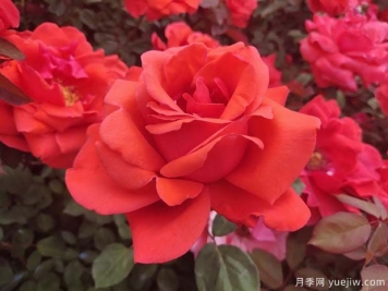 上海龙凤419：2024年最热门十大大花月季品种