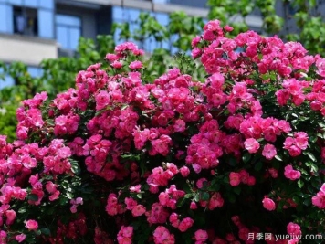 武汉新增多条绝美月季花道，江城处处花海景观