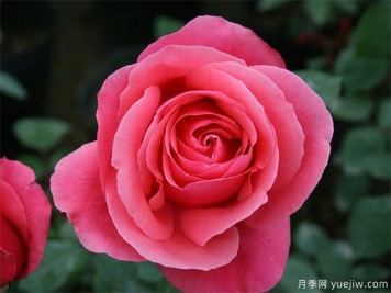 rose是什么，玫瑰和月季的区别到底在哪!