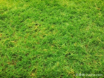 夏季铺草坪发黄干枯，如何提高草皮铺植成活率？