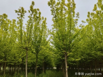 金叶复叶槭的特点、园林用途、管理养护