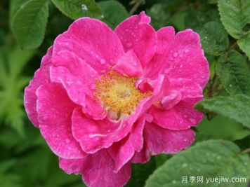 法国蔷薇月季/高卢红/药剂师玫瑰。