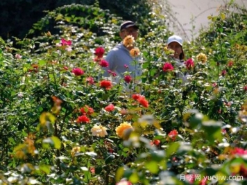 南宁花卉公园3万株月季入盛花期，市民闻香而来
