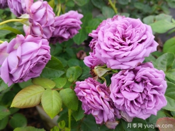 花店的玫瑰是切花月季，如何认清月季与玫瑰、蔷薇的区别