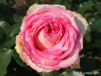 我的玫瑰月季/我的花