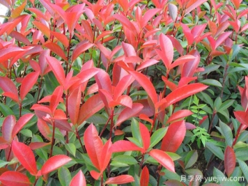 推荐6种经典的红色植物，养一盆红火真喜庆