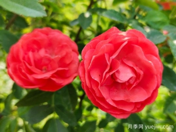种上木香蔷薇花蛮强爆花，红橙白黄木香你喜欢哪个？