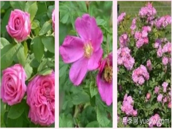 轻松区分月季、玫瑰和蔷薇ROSE三姐妹，不再迷茫于爱情花海