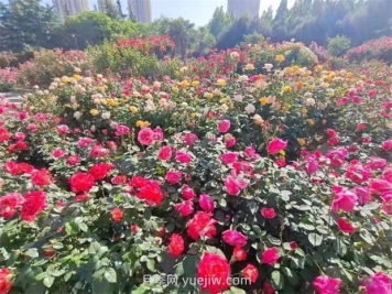 郑州月季公园40万株月季竞相绽放，感受花漾生活