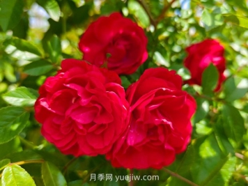 月季红木香爆花机器，花艳丽花量大花期长