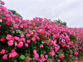 上海放鹤谷无门票，30万朵200多种月季开成了花海