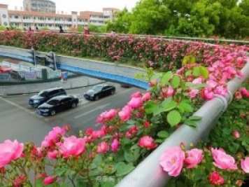 四月盛放的月季时间，湖北宜昌给你的专属浪漫花园