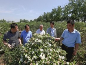 唐河唐栀子，地标农产品成农民增收致富的朝阳产业