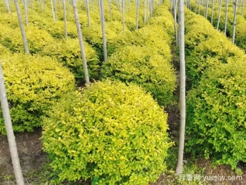 荆门沙洋县十里铺镇4万亩苗木成为致富的绿色产业