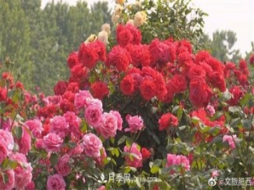 肥西县三河镇百亩树状月季园：花开正艳，产业增收