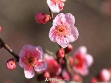 淮北市的市花是什么？月季花的花语寓意