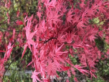 鸡爪槭和红枫的区别，叶片、枝干、花果期