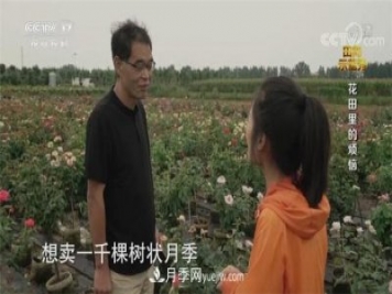 央视《田间示范秀》播出南阳月季种植故事《花田里的烦恼》