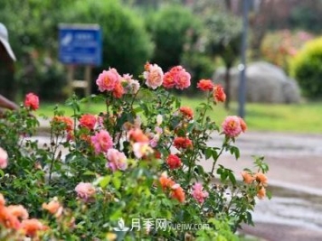 200多种月季花，花卉新品种丰富寿光城市园林色彩